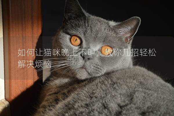 如何让猫咪晚上不叫，教你几招轻松解决烦恼