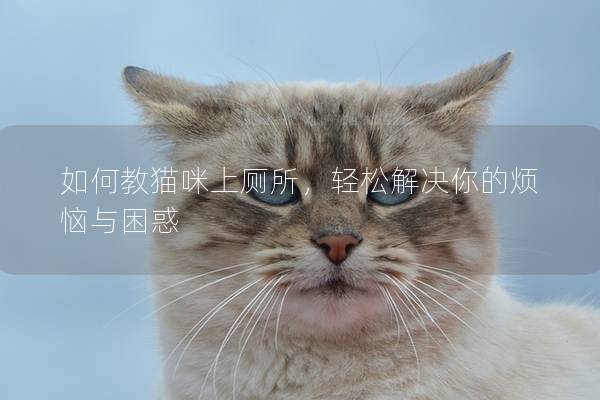 如何教猫咪上厕所，轻松解决你的烦恼与困惑