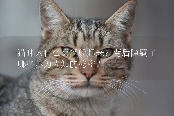 猫咪为什么突然躲起来？背后隐藏了哪些不为人知的秘密？