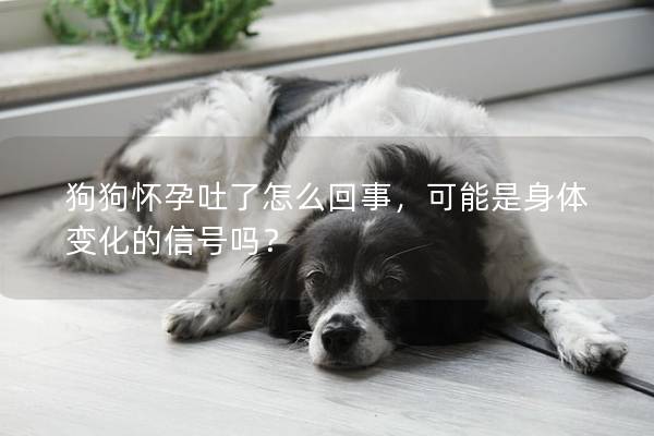 狗狗怀孕吐了怎么回事，可能是身体变化的信号吗？