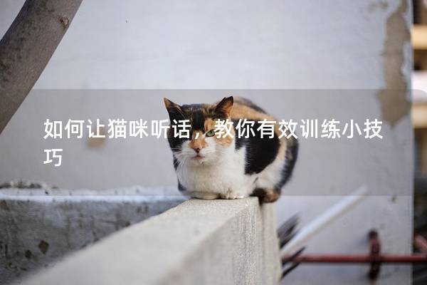 如何让猫咪听话，教你有效训练小技巧