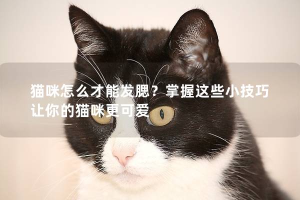 猫咪怎么才能发腮？掌握这些小技巧让你的猫咪更可爱