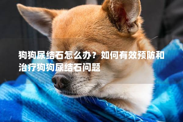 狗狗尿结石怎么办？如何有效预防和治疗狗狗尿结石问题