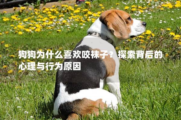 狗狗为什么喜欢咬袜子？探索背后的心理与行为原因