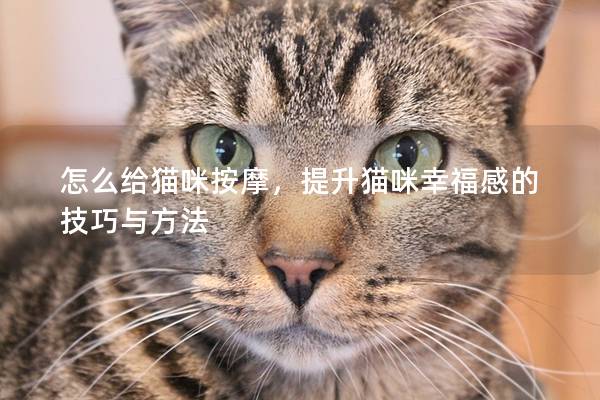 怎么给猫咪按摩，提升猫咪幸福感的技巧与方法