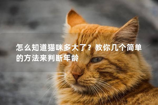 怎么知道猫咪多大了？教你几个简单的方法来判断年龄