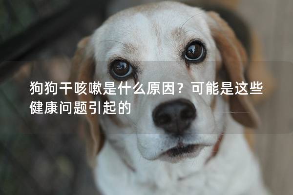 狗狗干咳嗽是什么原因？可能是这些健康问题引起的