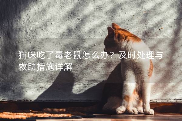 猫咪吃了毒老鼠怎么办？及时处理与救助措施详解