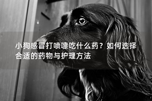 小狗感冒打喷嚏吃什么药？如何选择合适的药物与护理方法