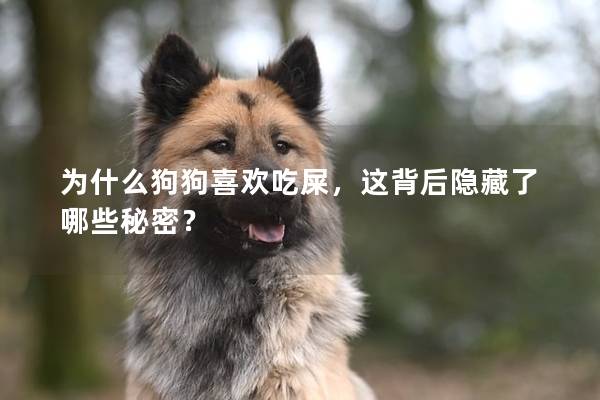 为什么狗狗喜欢吃屎，这背后隐藏了哪些秘密？