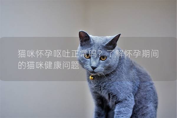 猫咪怀孕呕吐正常吗？了解怀孕期间的猫咪健康问题