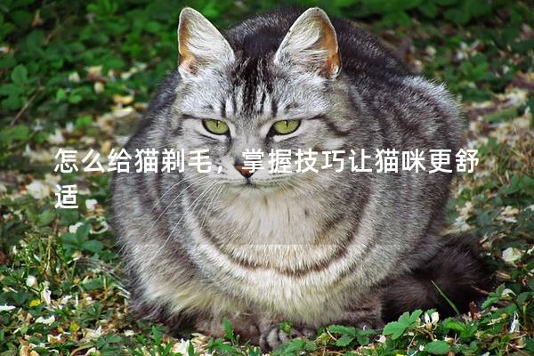 怎么给猫剃毛，掌握技巧让猫咪更舒适