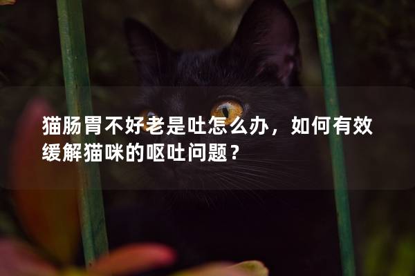 猫肠胃不好老是吐怎么办，如何有效缓解猫咪的呕吐问题？