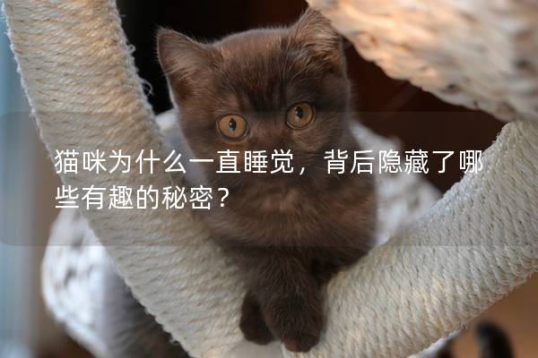 猫咪为什么一直睡觉，背后隐藏了哪些有趣的秘密？