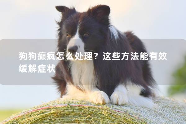 狗狗癫疯怎么处理？这些方法能有效缓解症状