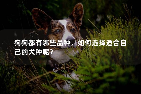 狗狗都有哪些品种，如何选择适合自己的犬种呢？