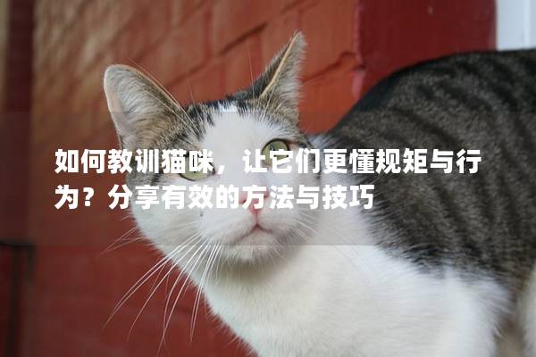 如何教训猫咪，让它们更懂规矩与行为？分享有效的方法与技巧