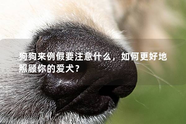 狗狗来例假要注意什么，如何更好地照顾你的爱犬？