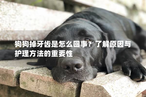 狗狗掉牙齿是怎么回事？了解原因与护理方法的重要性