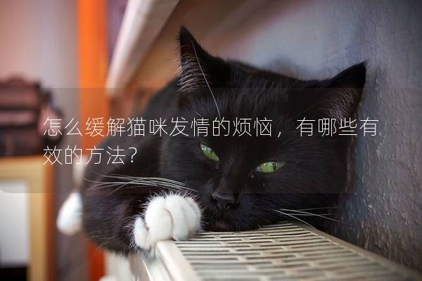 怎么缓解猫咪发情的烦恼，有哪些有效的方法？