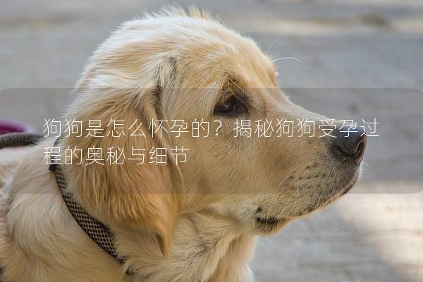 狗狗是怎么怀孕的？揭秘狗狗受孕过程的奥秘与细节