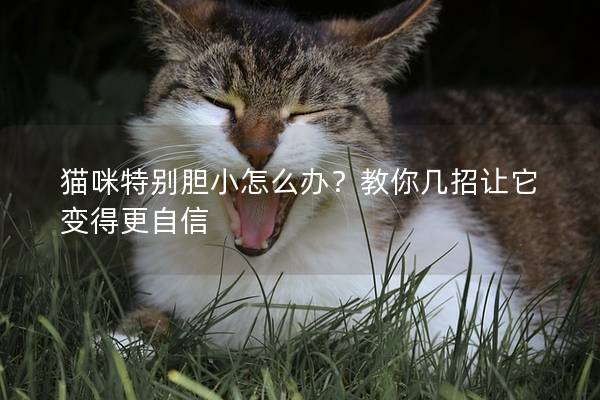 猫咪特别胆小怎么办？教你几招让它变得更自信