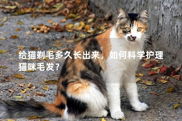 给猫剃毛多久长出来，如何科学护理猫咪毛发？