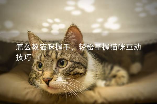 怎么教猫咪握手，轻松掌握猫咪互动技巧