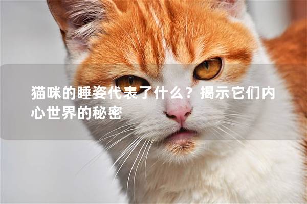 猫咪的睡姿代表了什么？揭示它们内心世界的秘密