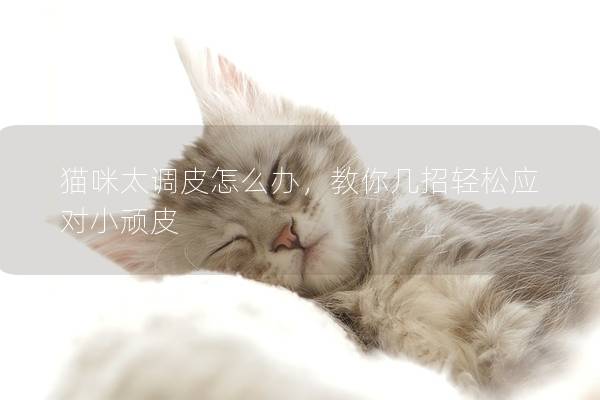 猫咪太调皮怎么办，教你几招轻松应对小顽皮