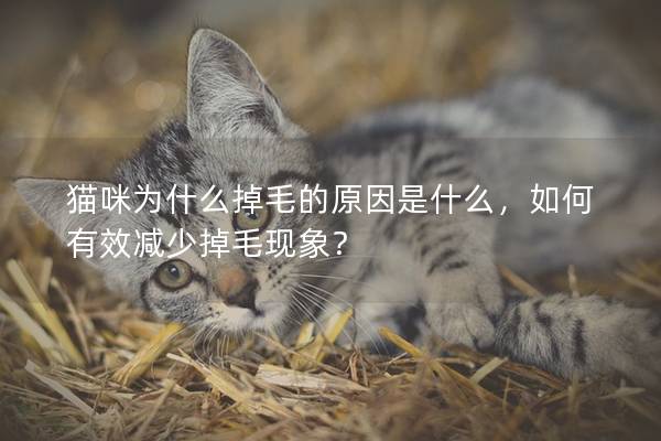 猫咪为什么掉毛的原因是什么，如何有效减少掉毛现象？