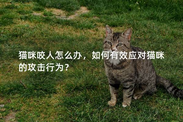 猫咪咬人怎么办，如何有效应对猫咪的攻击行为？