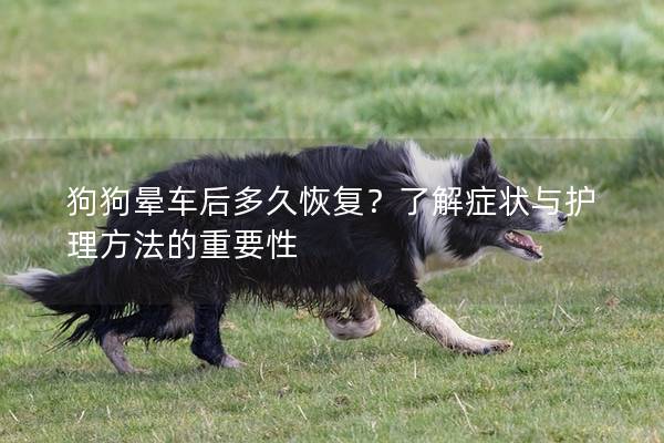 狗狗晕车后多久恢复？了解症状与护理方法的重要性