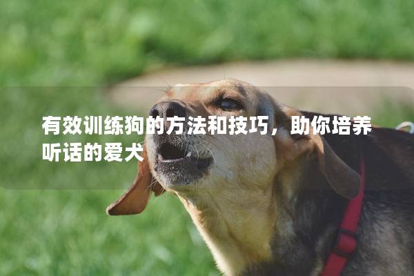 有效训练狗的方法和技巧，助你培养听话的爱犬