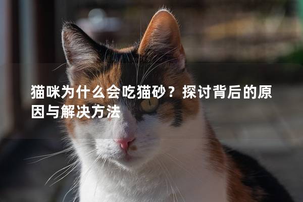 猫咪为什么会吃猫砂？探讨背后的原因与解决方法