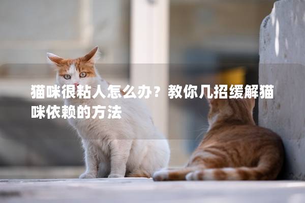 猫咪很粘人怎么办？教你几招缓解猫咪依赖的方法