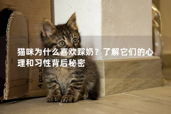 猫咪为什么喜欢踩奶？了解它们的心理和习性背后秘密