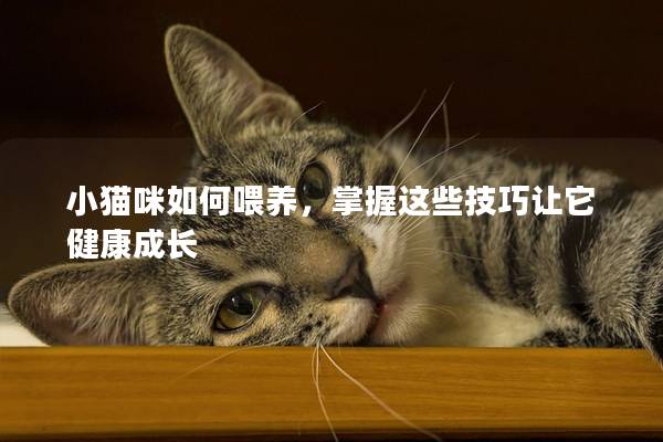 小猫咪如何喂养，掌握这些技巧让它健康成长