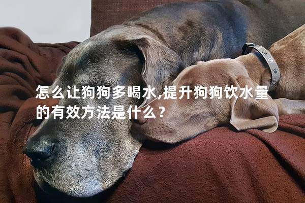 怎么让狗狗多喝水,提升狗狗饮水量的有效方法是什么？