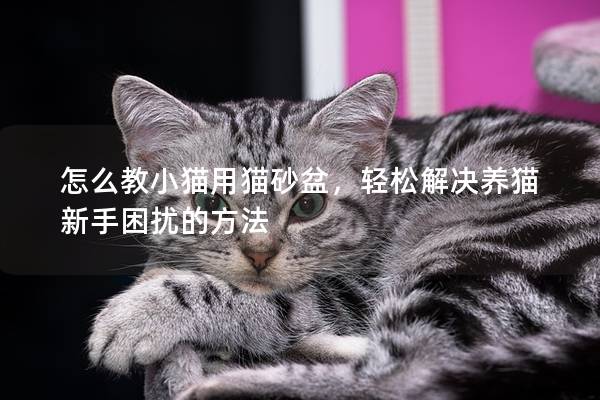 怎么教小猫用猫砂盆，轻松解决养猫新手困扰的方法