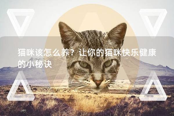 猫咪该怎么养？让你的猫咪快乐健康的小秘诀