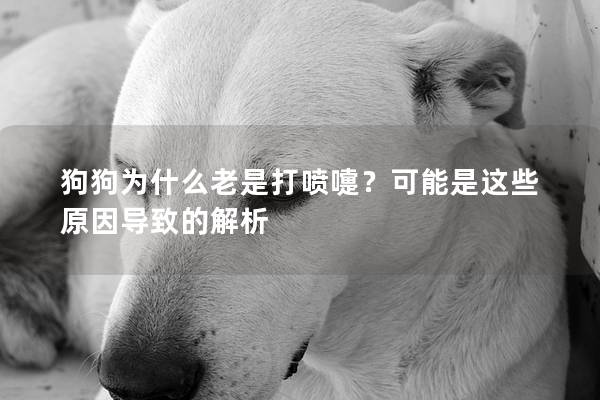 狗狗为什么老是打喷嚏？可能是这些原因导致的解析