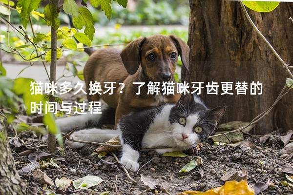 猫咪多久换牙？了解猫咪牙齿更替的时间与过程