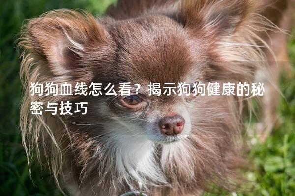 狗狗血线怎么看？揭示狗狗健康的秘密与技巧