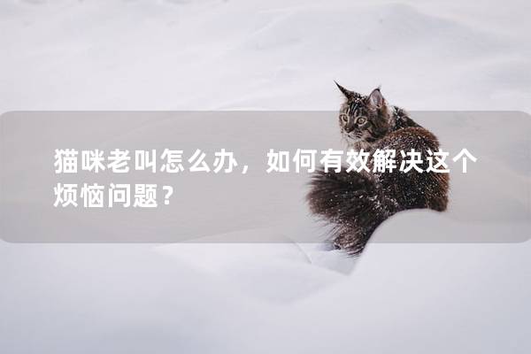 猫咪老叫怎么办，如何有效解决这个烦恼问题？