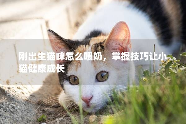 刚出生猫咪怎么喂奶，掌握技巧让小猫健康成长