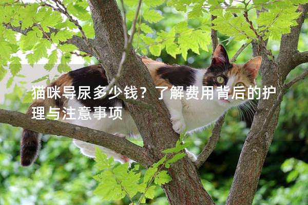 猫咪导尿多少钱？了解费用背后的护理与注意事项