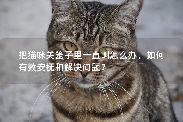 把猫咪关笼子里一直叫怎么办，如何有效安抚和解决问题？