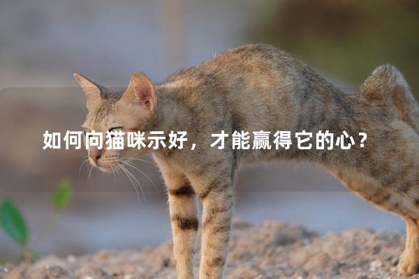 如何向猫咪示好，才能赢得它的心？