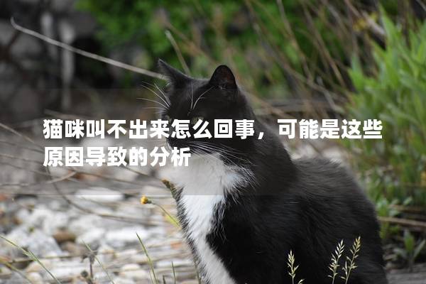 猫咪叫不出来怎么回事，可能是这些原因导致的分析